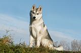 SIBERIAN HUSKY 760
